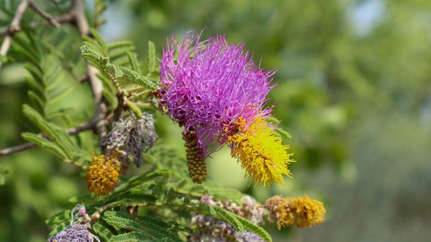 Aak flower benefits