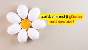 Most Expensive Egg Price