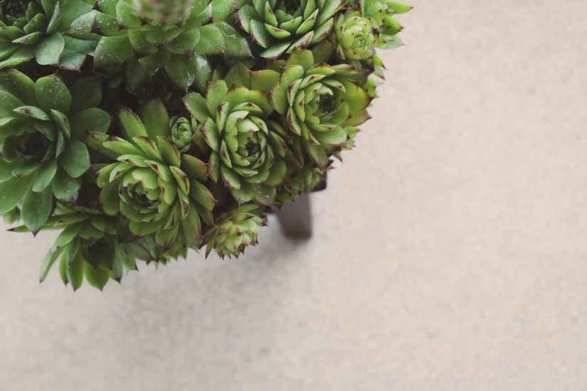 Air Purifying Plants