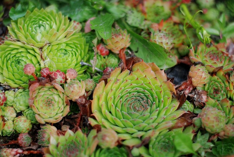Best Plants for Home Decor