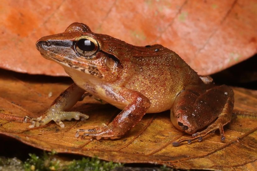 Clay Robber Frog