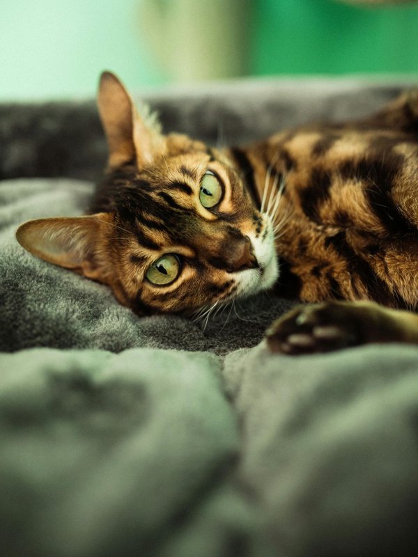 Clever domestic cat breeds