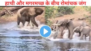 Crocodile Fight with Elephant, Animal Video