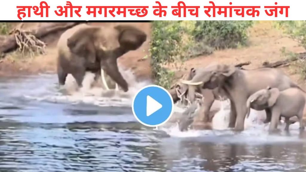 Crocodile Fight with Elephant, Animal Video