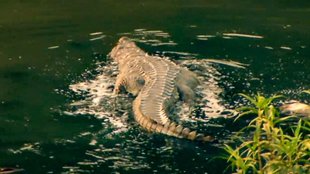 Madhya Pradesh gharial conservation, MP government crocodile protection, Gharial conservation in Chambal, Madhya Pradesh wildlife protection gharial,