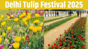 Delhi Tulip Festival 2025। Delhi Tulip Festival । Delhi Tulip Festival Dates Timings