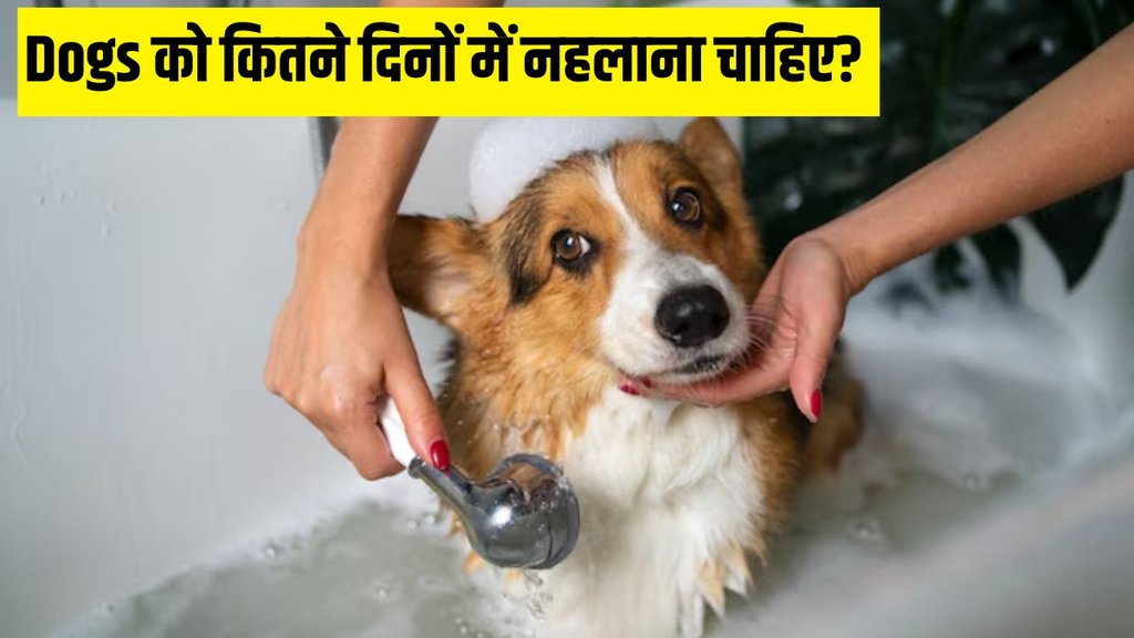 Dog bathing routine । canine hygiene tips । dog grooming advice । risks of daily dog bathing