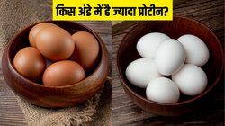 ब्राउन या सफेद, कौन से अंडे में होता है ज्यादा प्रोटीन? जानें वेट लॉस के लिए क्या खाएं
