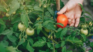 Gardening Tips । Home grown vegetables । Vegetable growing tips