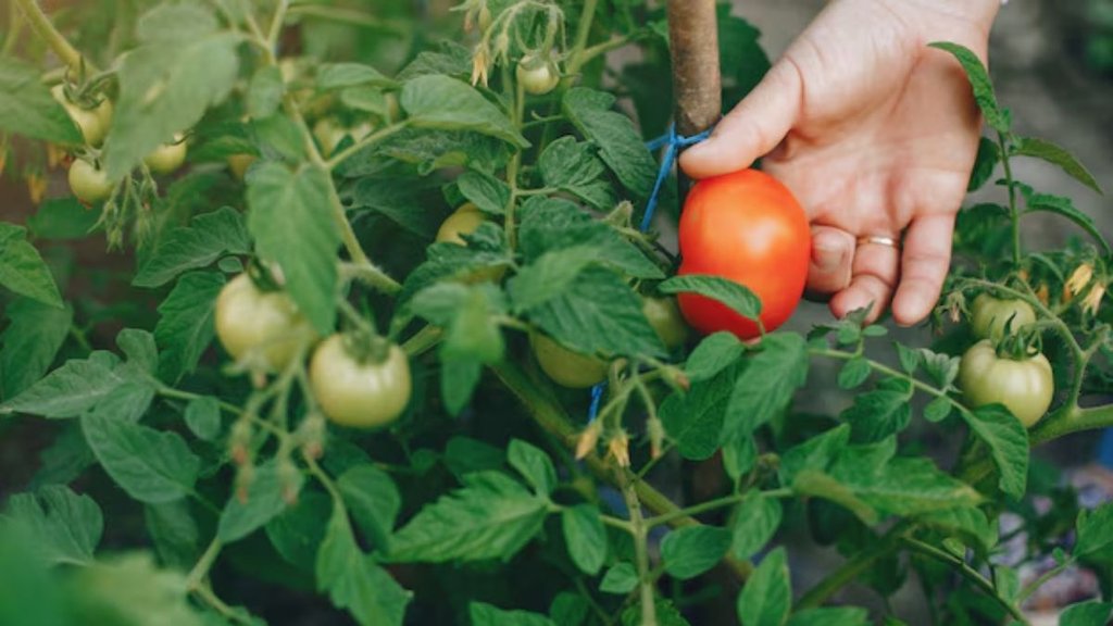 Gardening Tips । Home grown vegetables । Vegetable growing tips