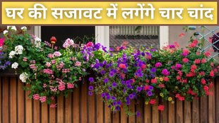 flowering plants for balcony । evergreen plants । balcony plants