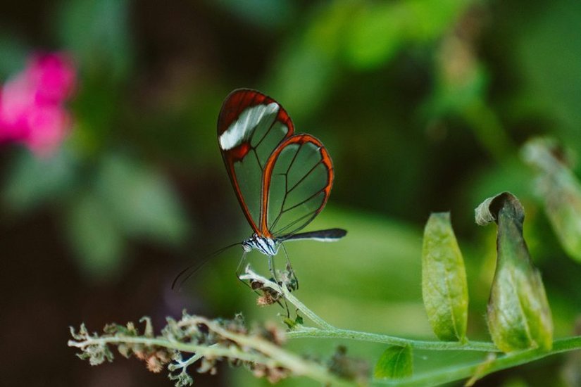 Glasswing Butterfly