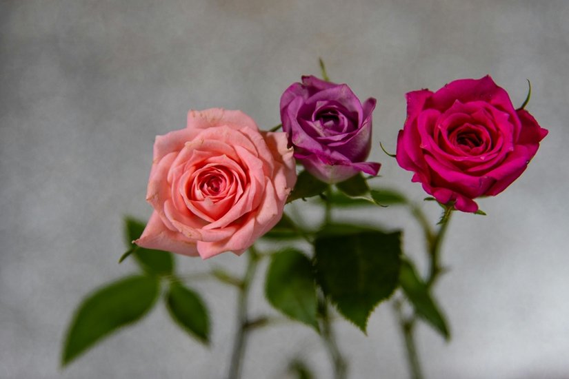 Happy Rose Day 2025
