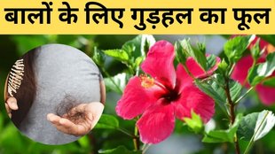 Hibiscus Plants। hair fall । Best Hair Fall Treatment
