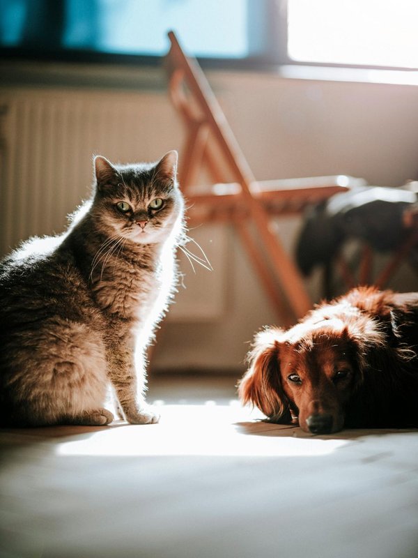 Hidden talents of pets