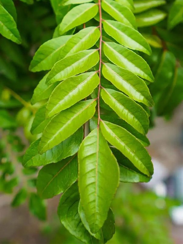 How to Use Curry Leaves