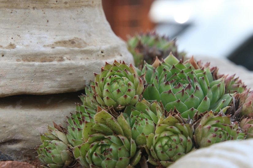 Indoor Succulent Plants