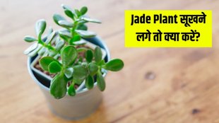 Jade Plant । Jade Plant Tips । Jade Plant care tips