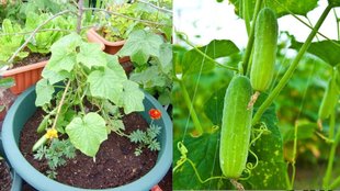 growing cucumbers in pots
