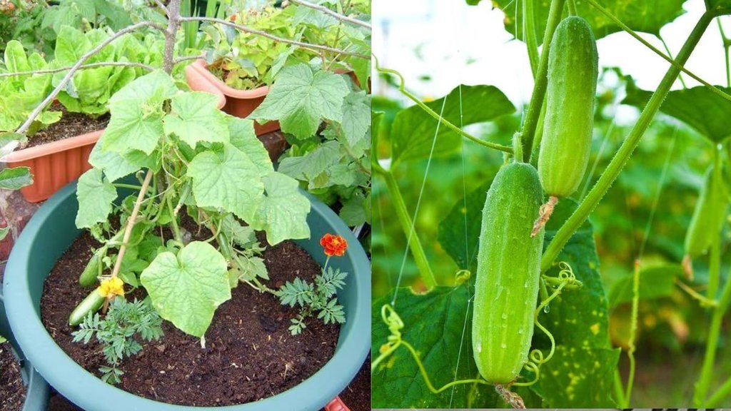growing cucumbers in pots