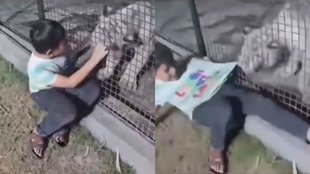 viral video tiger boy, tiger grabs boys shirt, viral zoo video