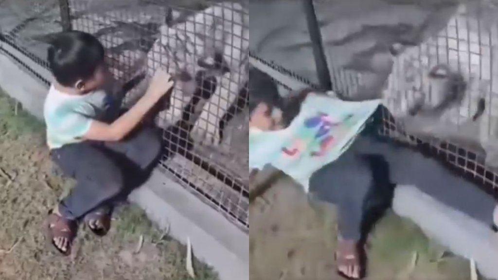 viral video tiger boy, tiger grabs boys shirt, viral zoo video