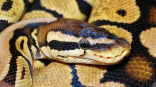 Meerut| Meerut Python| Meerut Python Missing