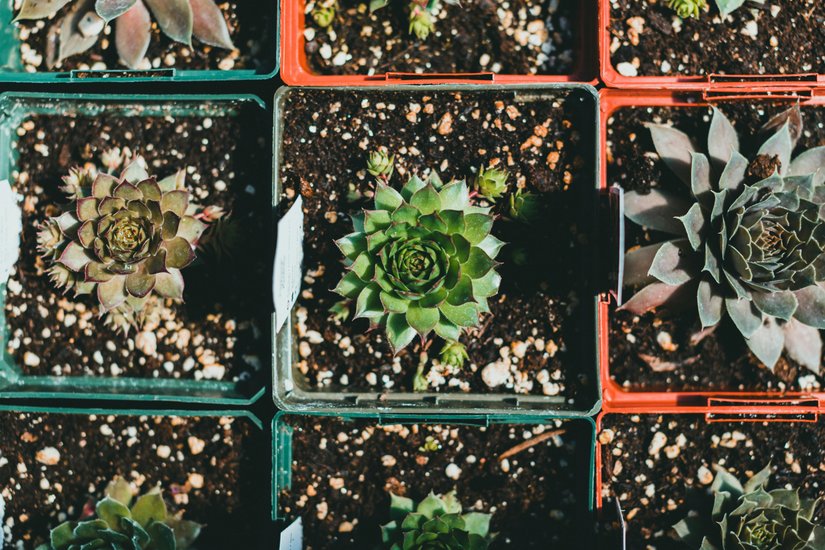 Low Maintenance Plants for Home