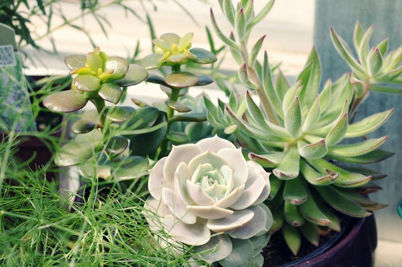 Mental Health Benefits of Plants
