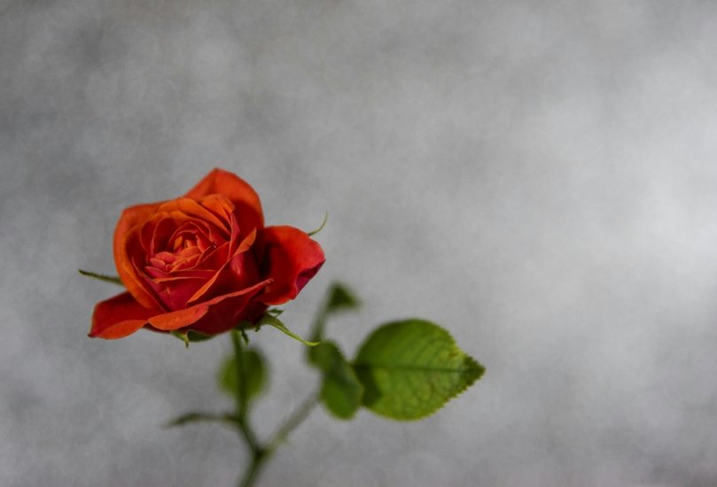 Orange Rose