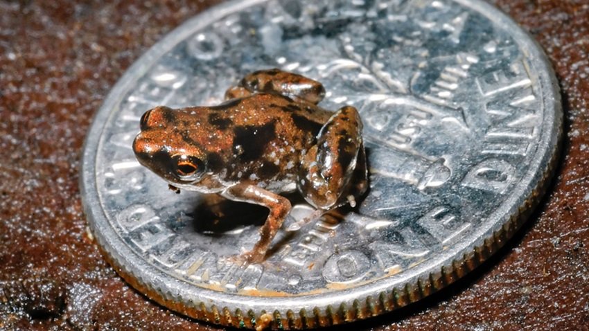 Paedophryne Amauensis
