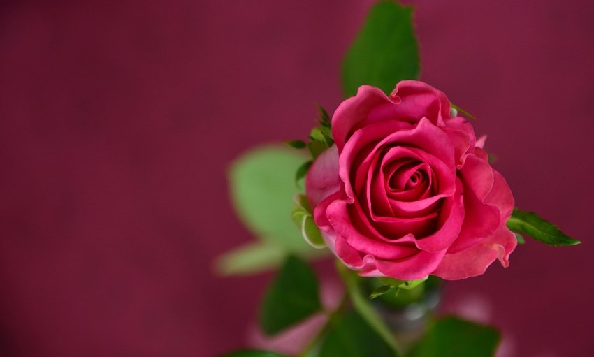 Pink Rose