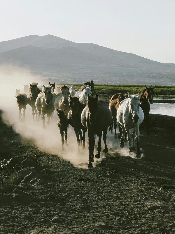 Prosperity and luck animals