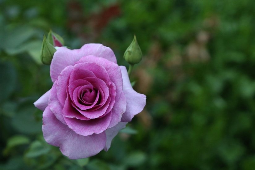 Purple Rose