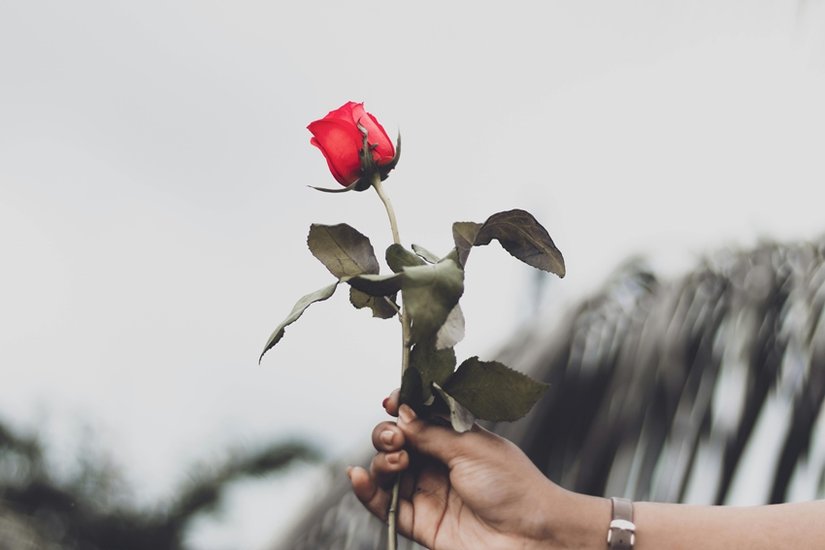 Rose Day