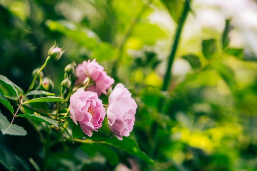 Rose Day wishes and messages