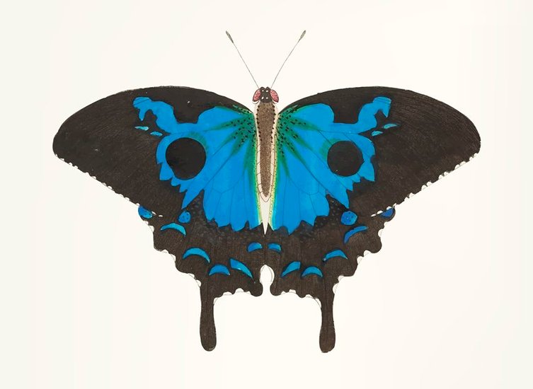 Sicilian Blue Butterfly