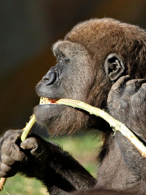 Strongest animal bite