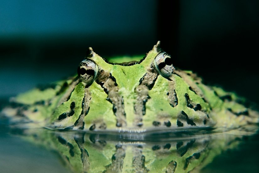 Surinam Horned Frog