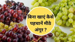 Sweet Grapes , how to pick sweet grapes