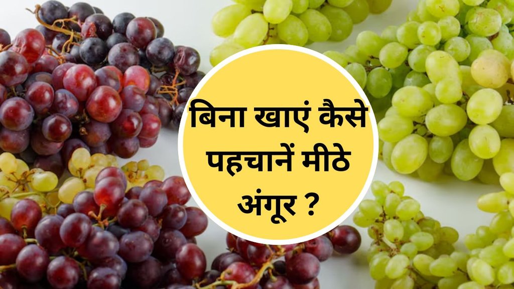 Sweet Grapes , how to pick sweet grapes