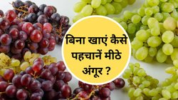 खट्टे-मीठे अंगूर की पहचान कैसे करें? खरीदते समय बिना खाएं इन तरीकों से तुरंत करें पहचान