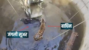 Tiger News, Madhya Pradesh News, Shivni Reserve