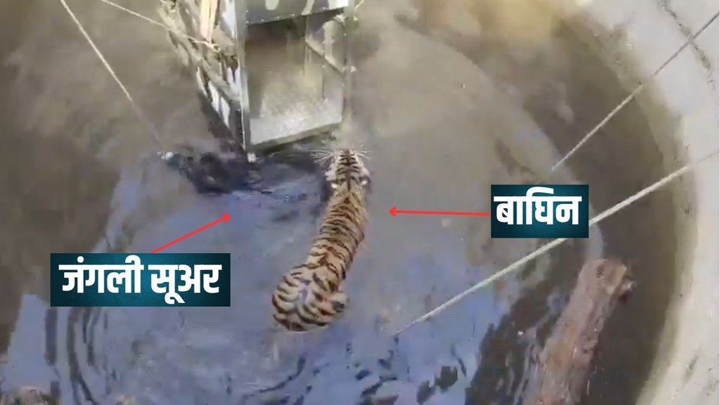 Tiger News, Madhya Pradesh News, Shivni Reserve