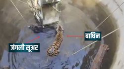 जंगली सूअर का पीछा कर रही थी बाघिन, अचानक कुएं में गिरे दोनों, फिर जो हुआ वो कर देगा हैरान