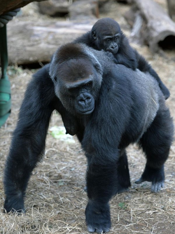 Toughest Mothers in Nature