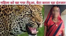 तेंदुए ने किया महिला का शिकार, हाथ-पैर सहित खा गया आधा शरीर, हालत देख बेहोश हो गया पति