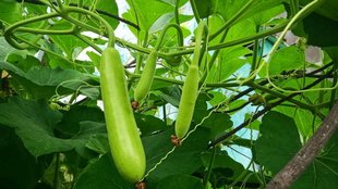 homemade fertilizer for bottle gourd