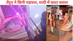 लखनऊ शादी में घुसा तेंदुआ, जान बचाने के लिए भागी दुल्हन, दूल्हे ने किया ये काम… VIRAL VIDEO देख बढ़ जाएंगी धड़कनें