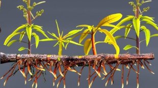 how to stimulate root growth